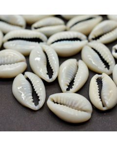 Natural shell conch slices